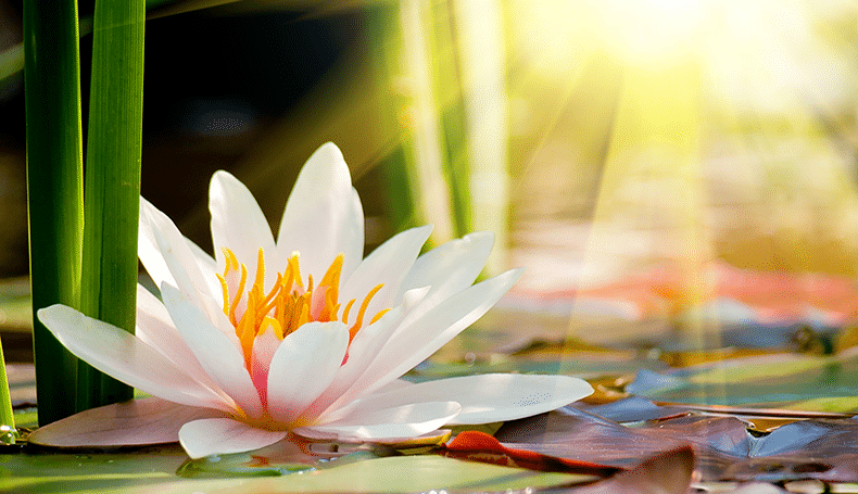 Esercizi di consapevolezza in quarantena